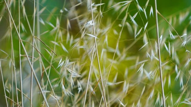 background video grass land смотреть онлайн