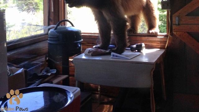 The Bear was Knocking Hard On the Windows, Begging for Help! The Forester Took a Chance to Help! смотреть онлайн