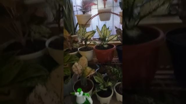 Macam macam bunga hias algonema смотреть онлайн