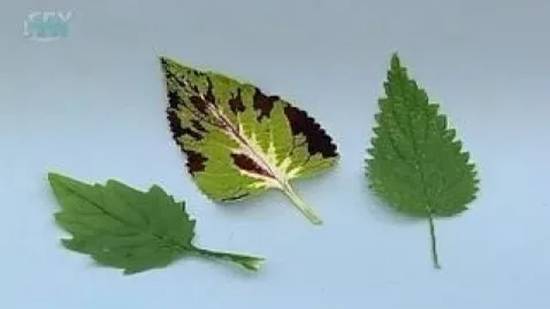 Лист. Внешнее строение листа. Листовая пластинка смотреть онлайн