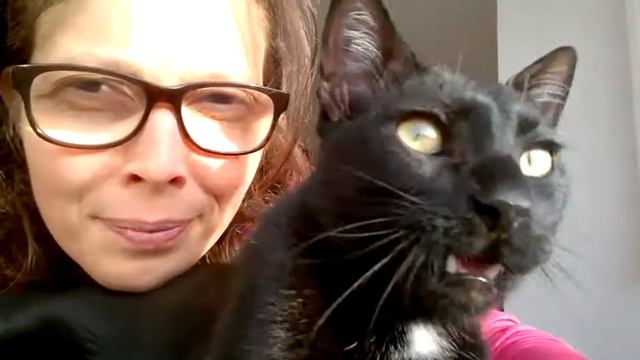 There's nothing like winning a shy cat's heart смотреть онлайн
