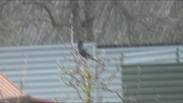 1274 dalys Vlogas 2105 VILIAUS NUOTYKIAI pasakojimas 14,parodimast sal paustis смотреть онлайн