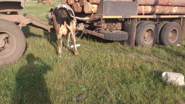 Ламаем дружно прицеп смотреть онлайн