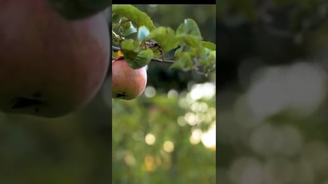 Apple Myths | #TamilChemistry An Apple a day keeps doctor away смотреть онлайн