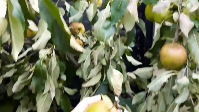 MandyCanUDigIt: Bumper apples crop for National Apple Day смотреть онлайн