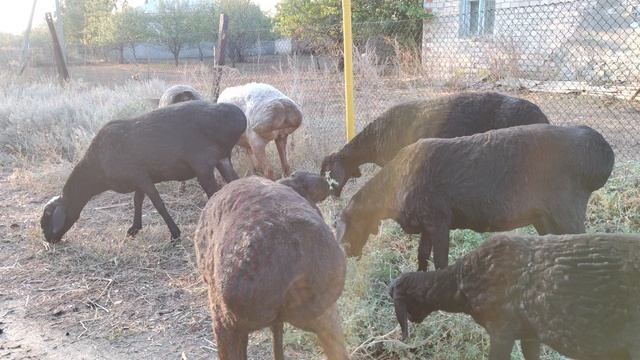 Гиссарские переярки