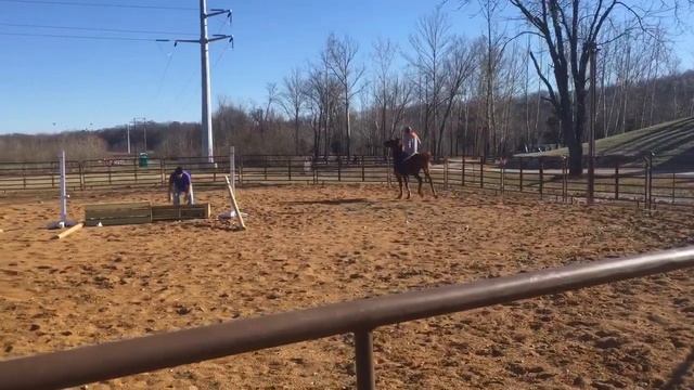 "Cid" Sport Horse for Sale -$4700 смотреть онлайн