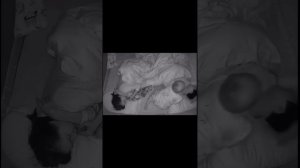 #дети #родители #родителиидети #озвучка #озвучкавидео #юмор #храп #папа #мама #пахандома #детсад