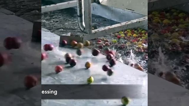 Apple processing at our facility смотреть онлайн