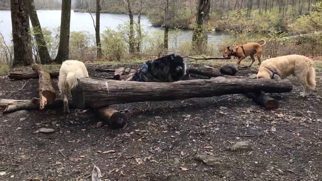 Henry, Otto, Pepper, Luke, Tonto, and Tesla at Turkey Hill Pond #2 смотреть онлайн