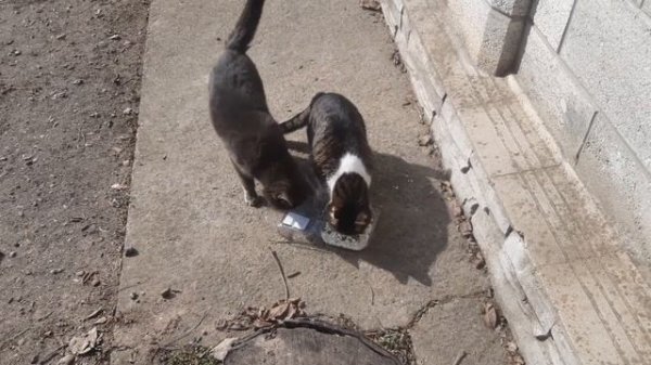 Регулярно подкармливаем уличных кошек