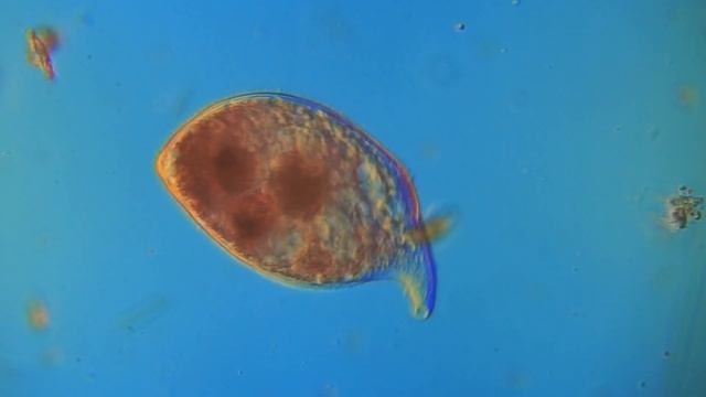 инфузория с носиком