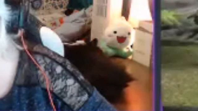 Heres a cat falling off my desk during my stream смотреть онлайн