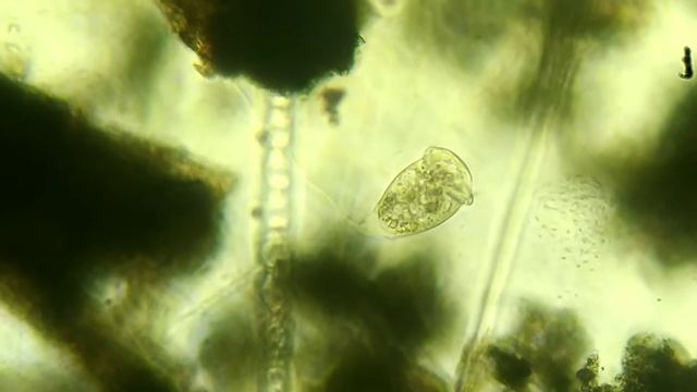 Жизнь под микроскопом 29.12