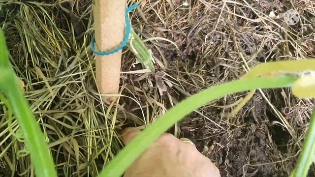 Одна из причин кривых огурцов. И как помочь. смотреть онлайн