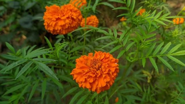 Google Camera 8.3 New Update For Android 10/11 | Stable GCAM 8.3 | Excellent Photos!