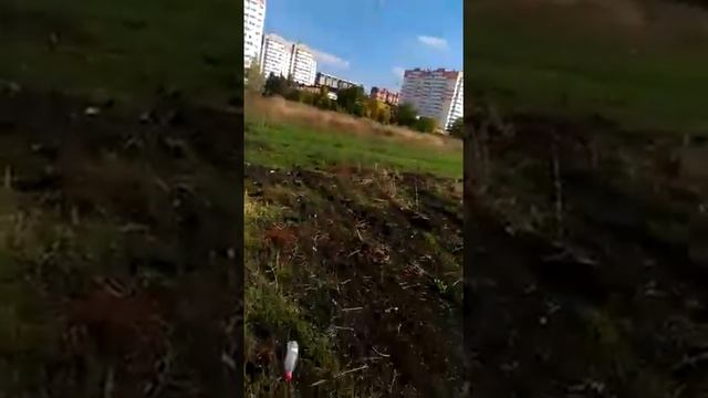 Странный лесок смотреть онлайн