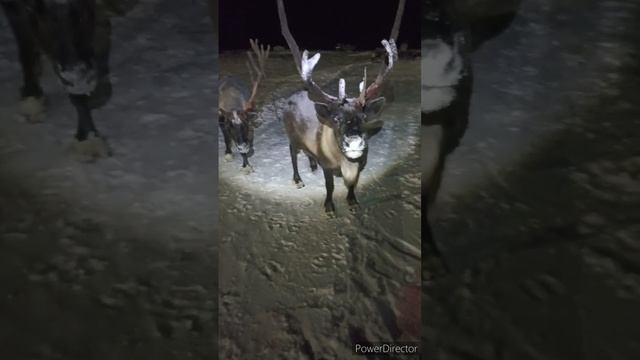 живность в тундре