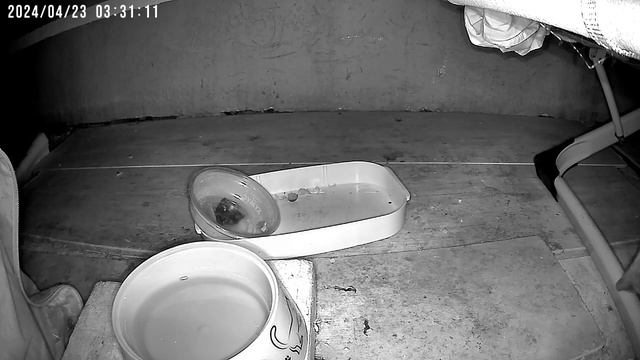 Животные у кормушки #4 Cat cam смотреть онлайн