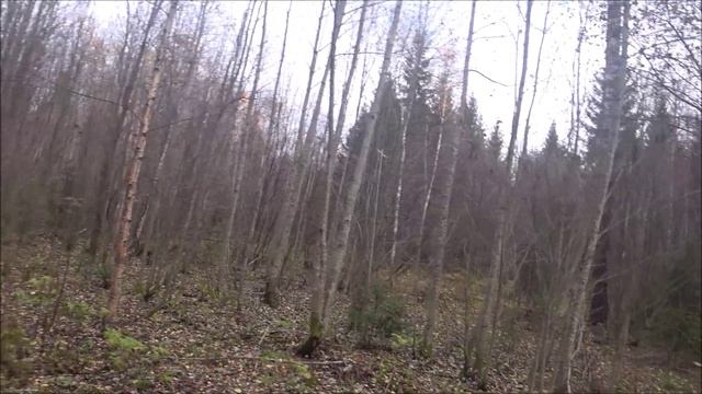 Охота на зайца с русскими гончими 23.10.24г. Побудили поздно, добыли быстро.