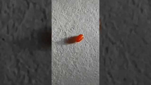 Клещ, снятый с муравья смотреть онлайн