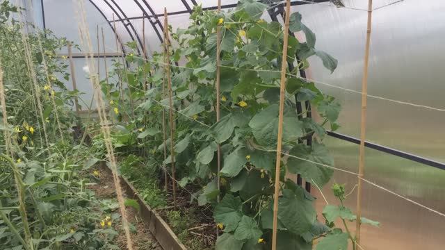 ВЫРАЩИВАНИЕ ПОМИДОРОВ И ОГУРЦОВ В ОДНОЙ ТЕПЛИЦЕ!СОВМЕЩЕННЫЕ ПОСАДКИ! смотреть онлайн