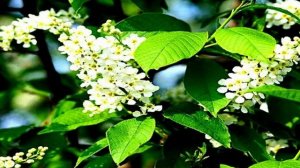 Музыкальный-клип. Марина Журавлева Белая черёмуха