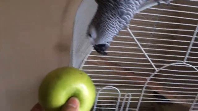 African Grey Parrot, Granny Smith Apple смотреть онлайн