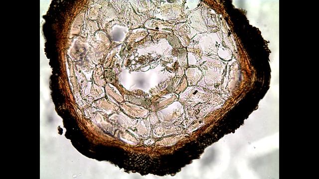 Диплом защитил