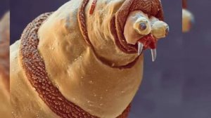 10 вещей под микроскопом