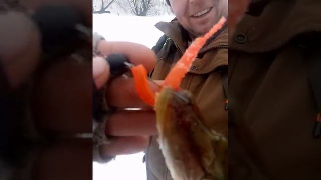 Зимний спининг на Москва реке! Зубастая на джиг! смотреть онлайн