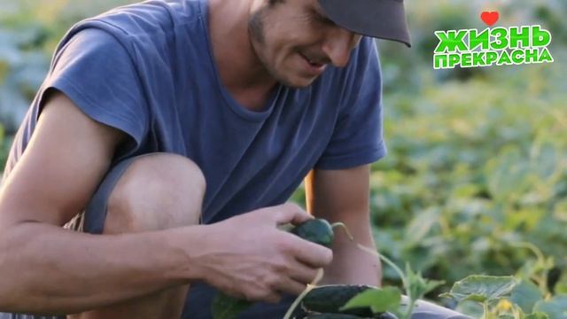 3 КАПЛИ И ОГУРЦОВ НАРАСТАЕТ ТОННА смотреть онлайн