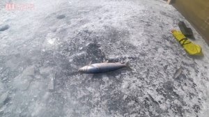 700КМ на ВЕЗДЕХОДАХ по БАЙКАЛУ! Ловим СИГА! Юрты, погрузка, УШЛИ НА ВТОРОЙ КРУГ!