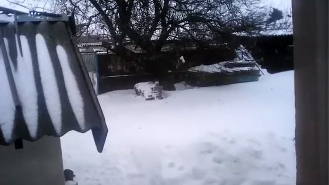 Первый снег!! смотреть онлайн