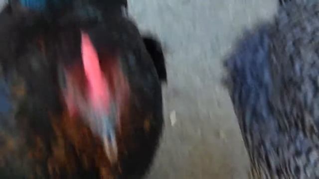 Mary Anne And May Eat An Apple Core