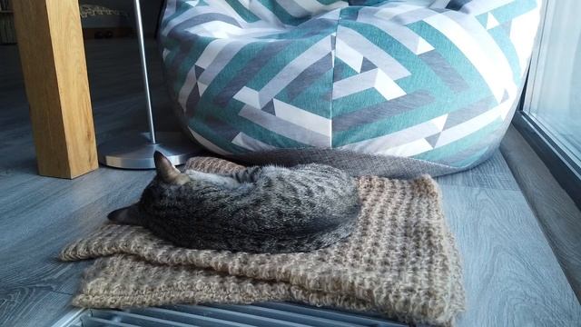 1 hour of sleeping cat. NO LOOPS - Cat sleep ASMR relaxing video. смотреть онлайн