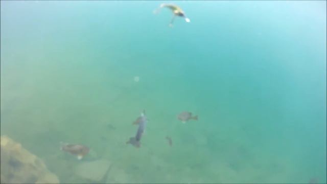 perch fly by смотреть онлайн