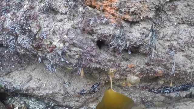 Coastal Foraging - Clams, Cockles and Shellfish - Seafood Spaghetti Cook Up смотреть онлайн