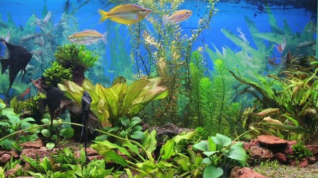 Beautiful Coral Reef Fish 🐠 Relax Water Sound 🐠 Meditation Music 🐠 Screensaver. 🐠 Aquarium. смотреть онлайн