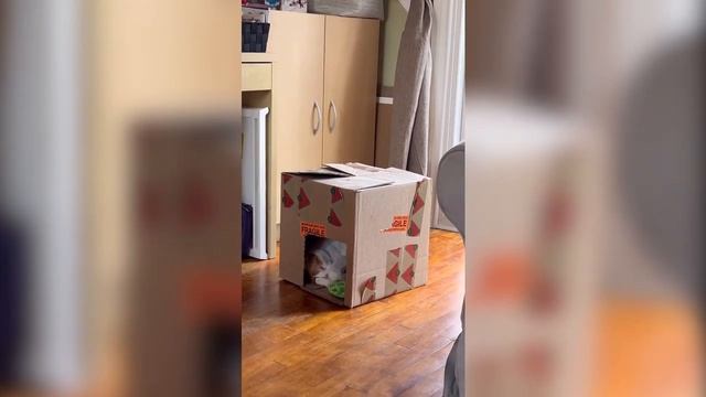 Our boys 🐾🐾🐈🐈⬛🐾🐾 смотреть онлайн