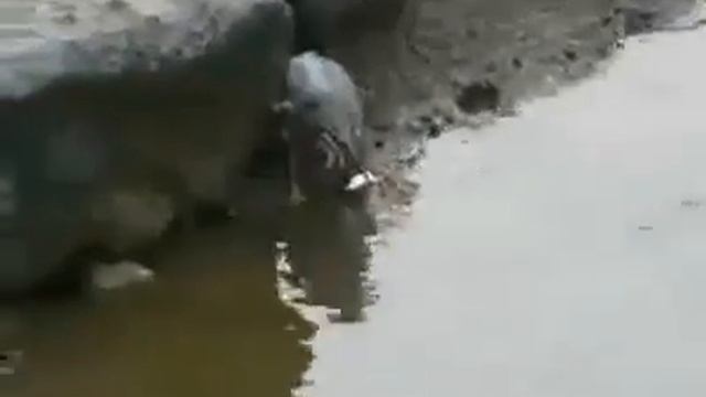 главное прикормить грамотно ))) смотреть онлайн