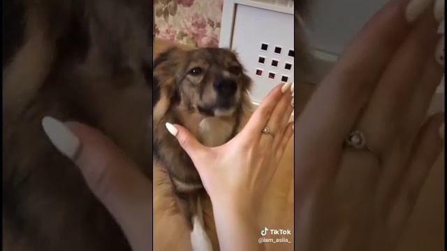 Супер сабака смотреть онлайн