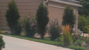 Крушина ломкая Фастигиата Челябинск