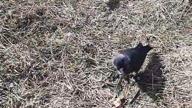 Дарю тебе лягушку смотреть онлайн