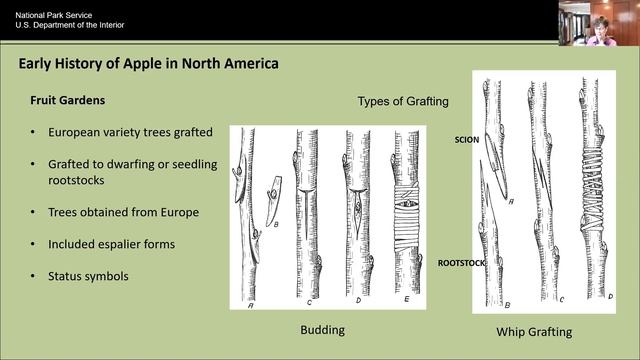 “Surely the Apple is the Noblest of Fruits: Apple Origins and its Early History in North America смотреть онлайн