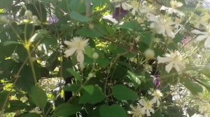 История. Мама семерых детей