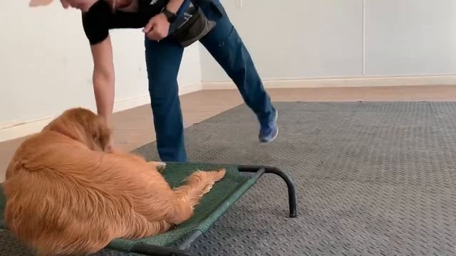 The Oaks Dog Ranch: Lincoln - place cont смотреть онлайн