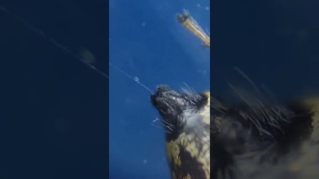 Spider Web Under The Microscope: Amazing Details Revealed #bitesized #expressedit #instashort