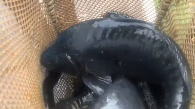 Зарыбление Карпом 14.08.20 смотреть онлайн