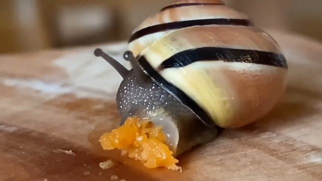 Snail Eating Carrot смотреть онлайн